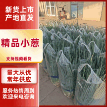 【推荐】精品小葱产地供应量大从优质量保证诚信经营欢迎咨询