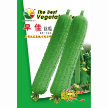 早佳肉丝瓜种子皱皮无棱香丝瓜菜籽春夏季农家阳台爬藤蔬