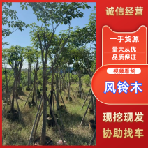 紫花风铃木8-10公分，有需要的来电咨询