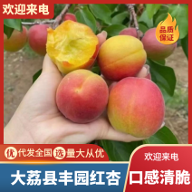 大荔县丰园红杏，产地直发，大量上市，欢迎各位前来采购！！
