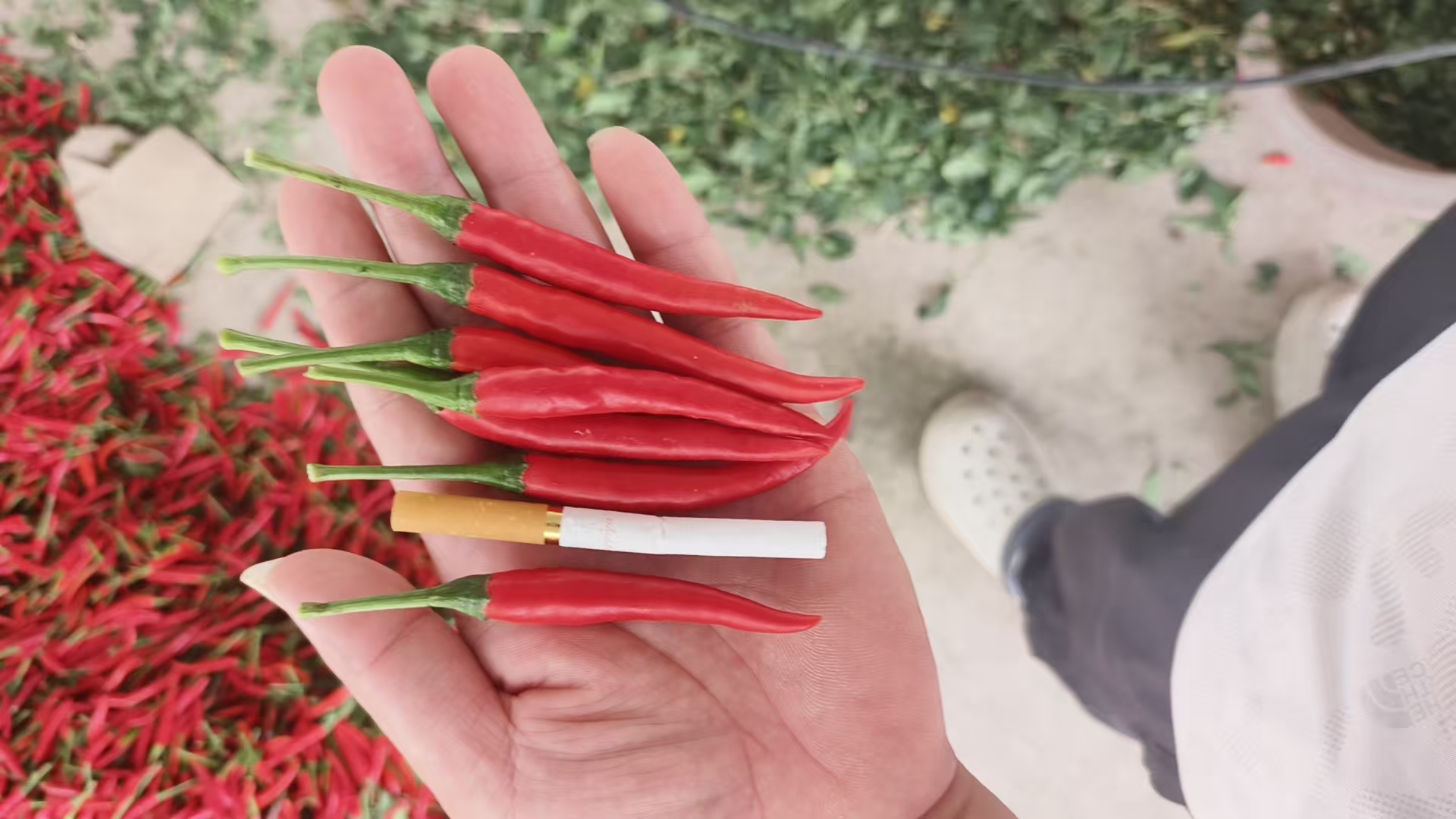 圆椒与灯笼椒的外形对比,左侧为圆椒,右侧为灯笼椒 圆椒与灯笼椒外观对比图