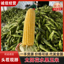 太阳花水果玉米大量供应各大商超市场电商工厂，品质保证