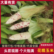 花糯玉米大量上市对接各大商超市场电商加工厂，品质保证
