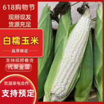 白糯玉米大量供应工厂商超市场电商，品质保证，产地直发