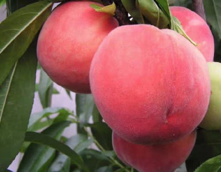 映雪冬桃果园实景