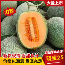 晓蜜25哈密瓜，西州蜜，凤金6号大量供应产地直供
