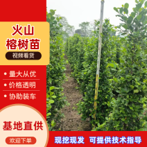 广东火山榕树苗全国可发，规格齐全，欢迎电话质询