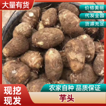 山东高产改良芋头种/紫杆芋头种/高产抗病毒