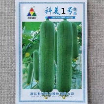 科美1号丝瓜种子杂交肉丝瓜种籽早熟高产抗病口感清香