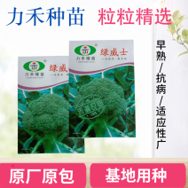 【力禾种苗】绿威士西兰花种子春秋可播绿菜花基地优选西兰花