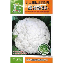 烈日松60松花菜种子耐热早熟高产耐高温花椰菜种籽