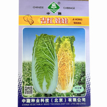 吉红娃娃白菜种子10g秋播早熟橘红心娃娃纤维少大田