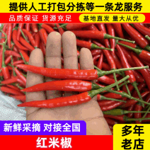 小米椒精品红米椒产地直发辣味正宗供应电商市场