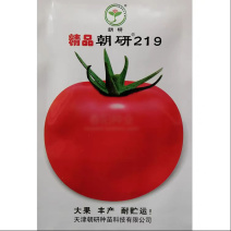 精品朝研219番茄种子提纯复壮果实大硬度高沙瓤粉红果