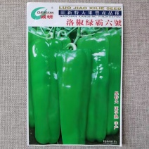 特大牛角椒种子洛椒绿霸六号大果型高抗病害大田高产