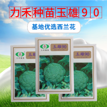 【力禾种苗】玉雄90西兰花种子中晚熟绿菜花基地优选西兰