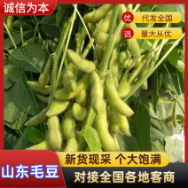 山东翠绿宝毛豆供应市场电商超市社区团购平台各种规格包装