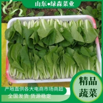 【精品】快菜小白菜根细均匀干净蔬菜青菜产地批发欢迎采购