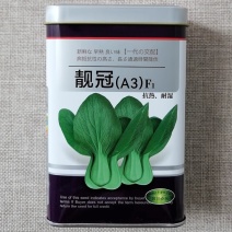 一代杂交靓冠青梗菜种子叶柄青绿四季播蔬菜青菜种子