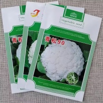 青梗松花菜种子青松68/85/90松散型抗病花椰菜种子