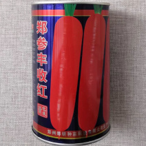 郑参丰收红胡萝卜种子口感脆甜皮色鲜艳郑研优质三红胡萝卜种