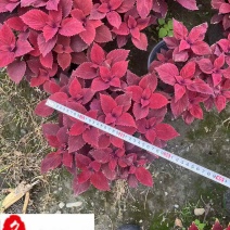 四川彩叶草杯苗盆苗批发彩叶草基地直供花境花坛花卉租摆