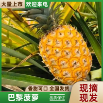 菠萝大量供货中产地直发一手货源量大从优对接全国市场