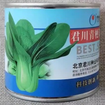 君川青梗菜616夏秋耐热青梗菜小油菜种子油绿早熟耐抽苔