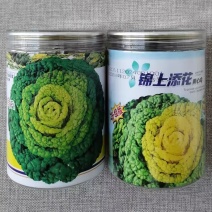 锦上添花黄心乌种子耐寒矮株黄心菜种籽心叶金黄乌塌菜叶褶多