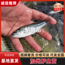 加州鲈鱼苗优鲈3号鲈鱼苗抗病能力强成活率高