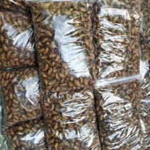 知了猴大量供应冷链发货全国供应可视频看货