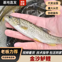 金沙鲈鲤/豹纹花鱼/大花鱼/抗病力强/