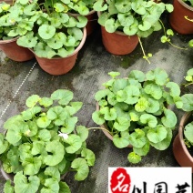 熊猫堇杯苗盆苗批发花境花坛园艺花卉成都熊猫堇基地直供