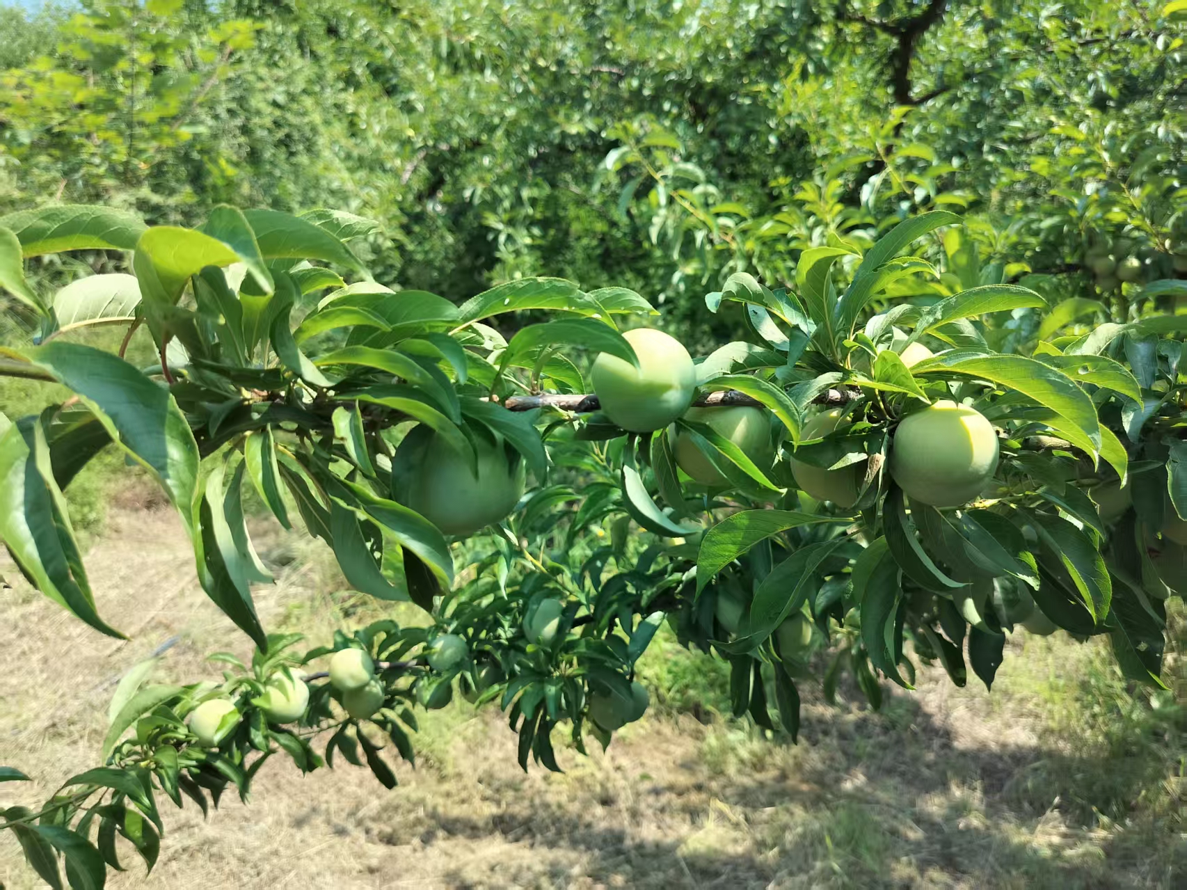 青脆李果园种植实景