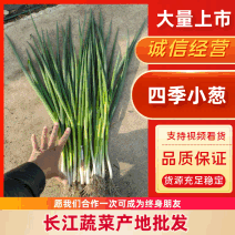 小葱四季小葱产地直发扒皮一手货源对接市场商超团购批发