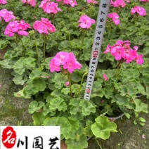 天竺葵基地直销天竺葵杯苗盆苗批发花期长花色多量大价