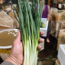 云南泸西小香葱，一手货源，品质保证，量大从优，可视频看货