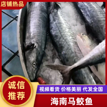海南马鲛鱼文昌七洲列岛马鲛鱼