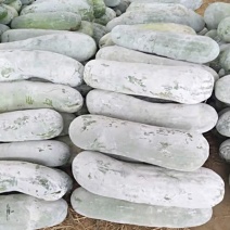 基地直供长条白冬瓜价格实惠，保质保量供应，30斤起步