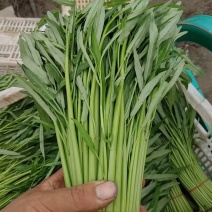 河北精品空心菜产地现货现发质量保证价格优惠对接全国市场