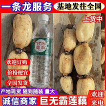 云南红河莲藕精品巨无霸莲藕货源充足全国发货