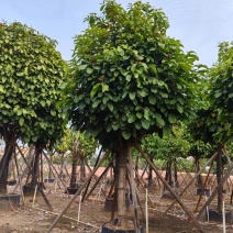 萍婆，真萍婆假萍婆基地大量低价出售