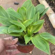花叶玉簪，金叶玉簪基地大量出售
