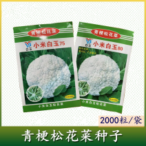 小米白玉75天80天青梗松花菜种子细米粒花椰菜种子