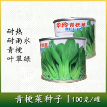 华玲青梗菜种子耐热耐雨水上海青油菜种子产量高