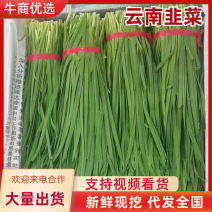 云南精品韭菜一手货源，货量充足质量保证对接全国，欢迎致电