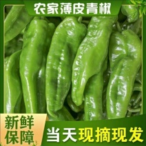 尖椒辣椒新鲜蔬菜尖椒虎皮辣椒脆皮肉厚辣椒批发