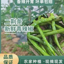 8号线椒大量上市货源充足产地看货论价保质保量
