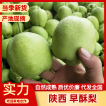 【陕西渭南蒲城】六月酥梨/早酥梨/青皮梨/早熟梨上市