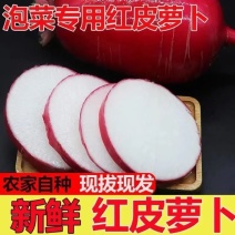 【实力牛商】红皮萝卜大量上市产地直供质量保证量大优惠